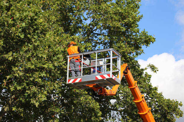 How Our Tree Care Process Works  in  Rutgers University Busch Campus, NJ